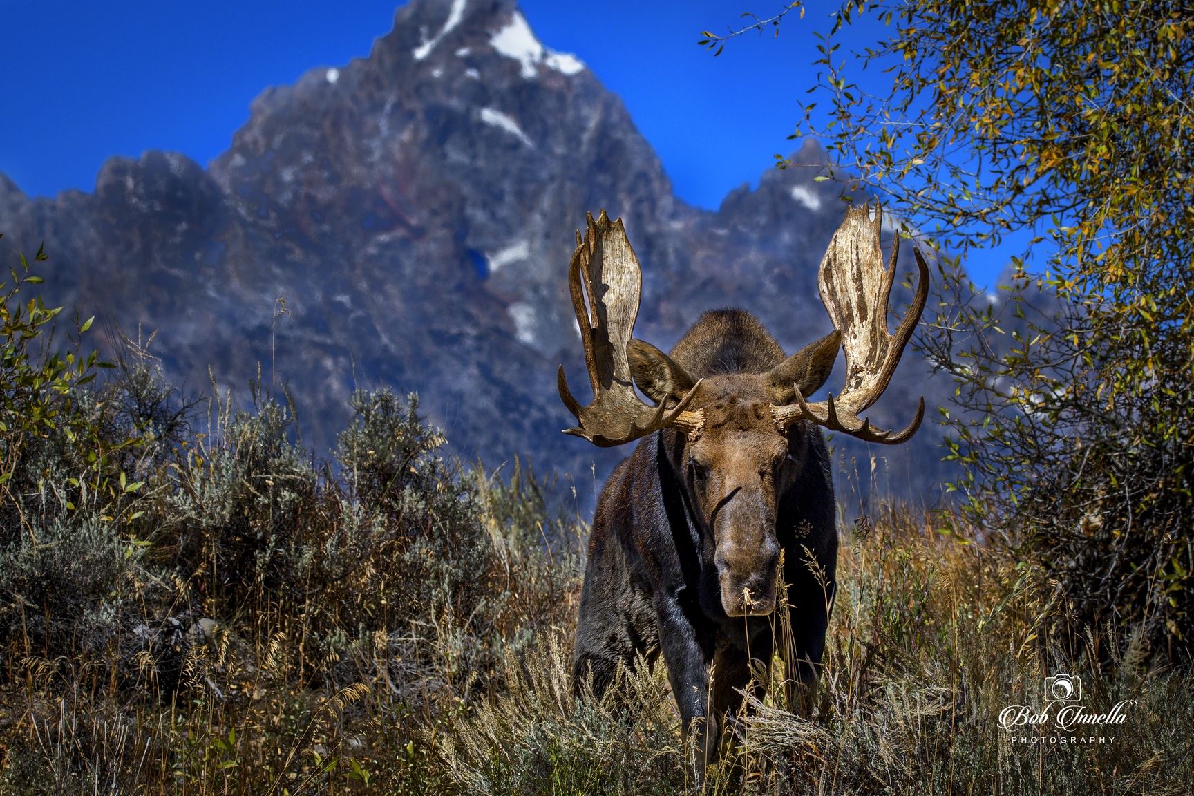 Large Bull Shiras Moose, Taken With Grand Teton in Background, Wyoming 2018  by Buckmaster