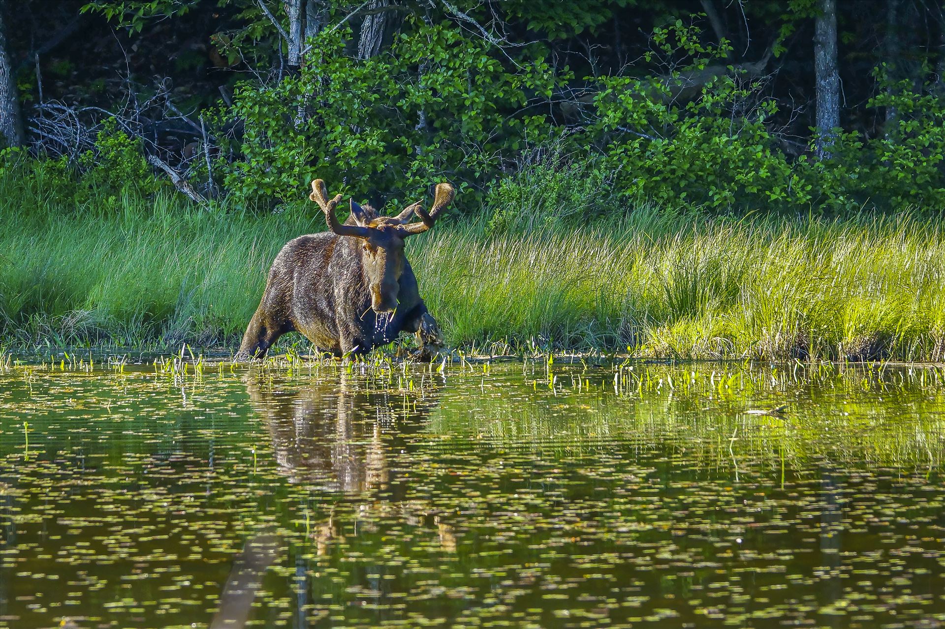 Bull Moose Northern Maine by Buckmaster
