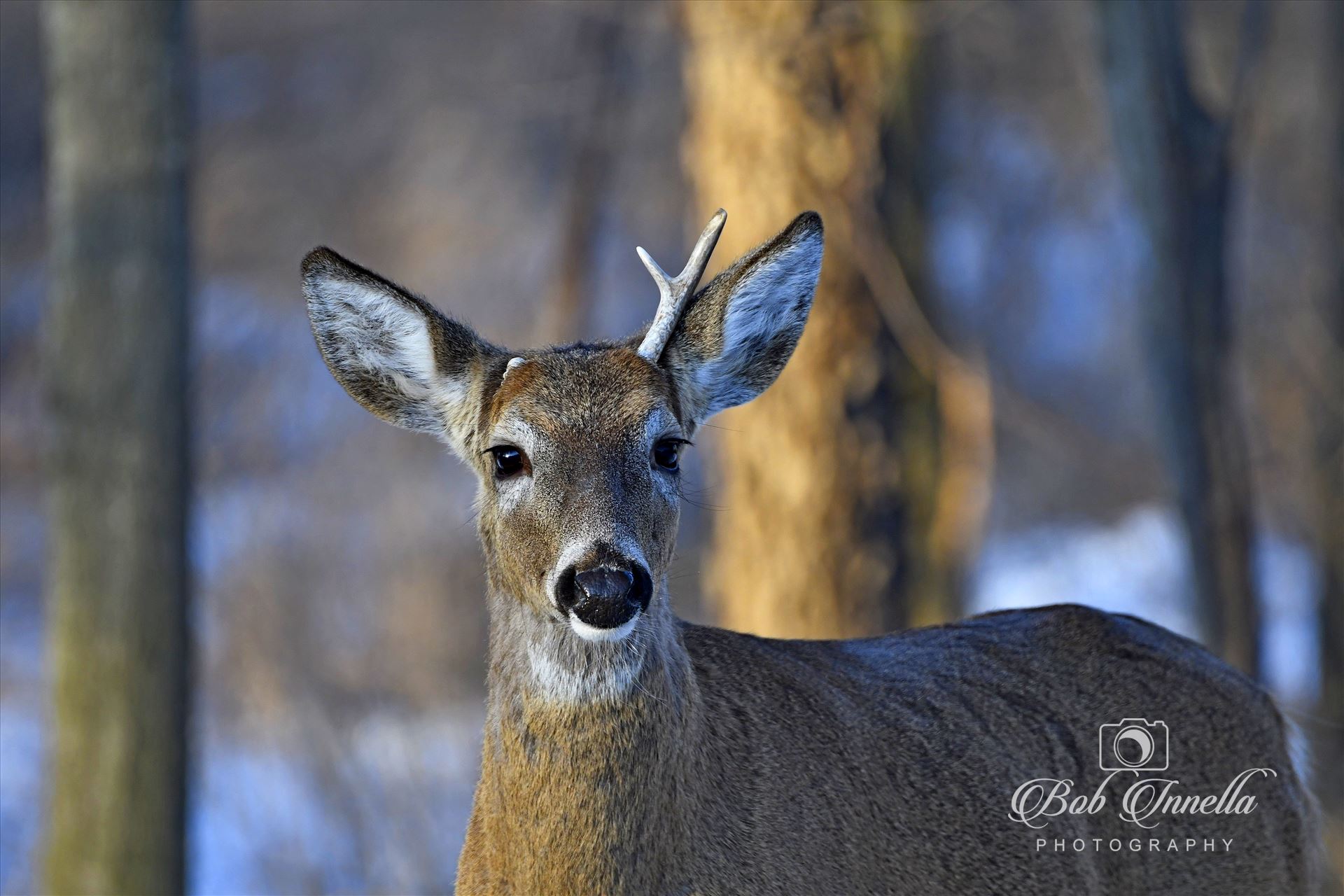 Small Whitetail Buck He has shed one antler, taken late March 2017 in the Wilds Of Pennsylvania by Buckmaster