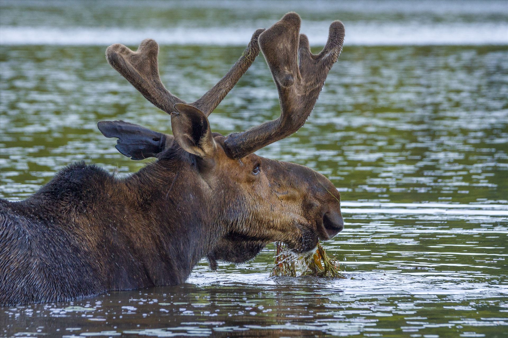 Bull Moose Eating His Salad Bull getting his daily 45 lbs. of Salad by Buckmaster