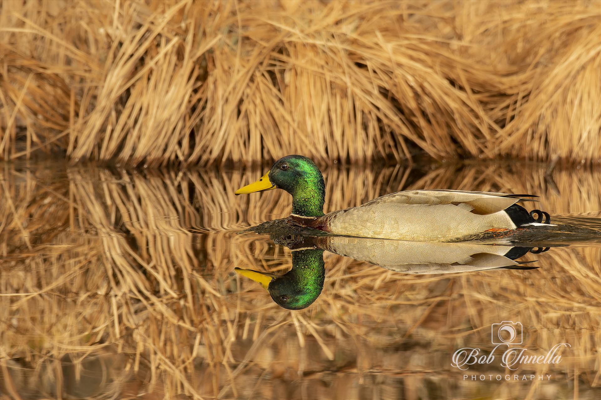 Mallard Duck Reflection  by Buckmaster
