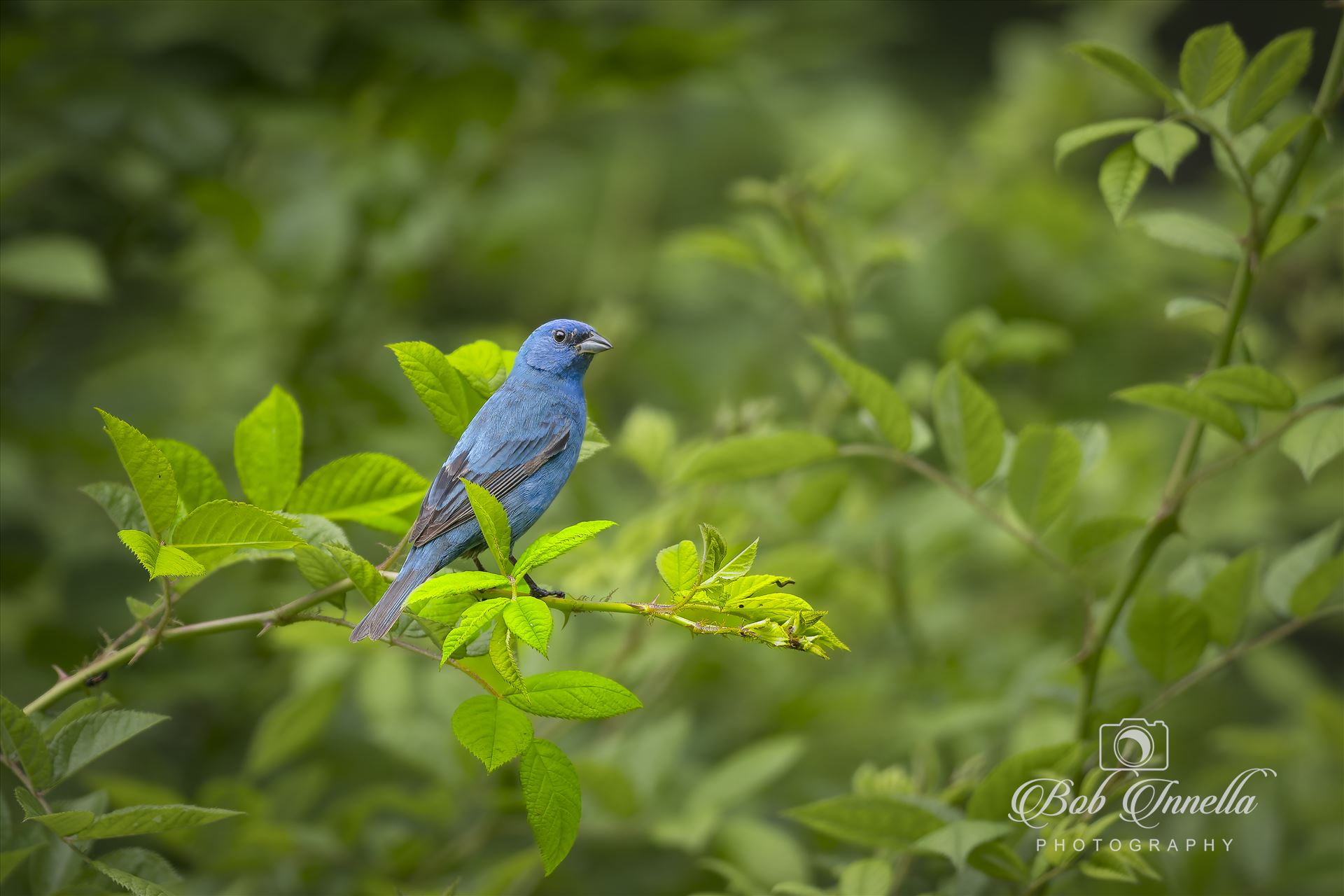 Indigo Bunting  by Buckmaster