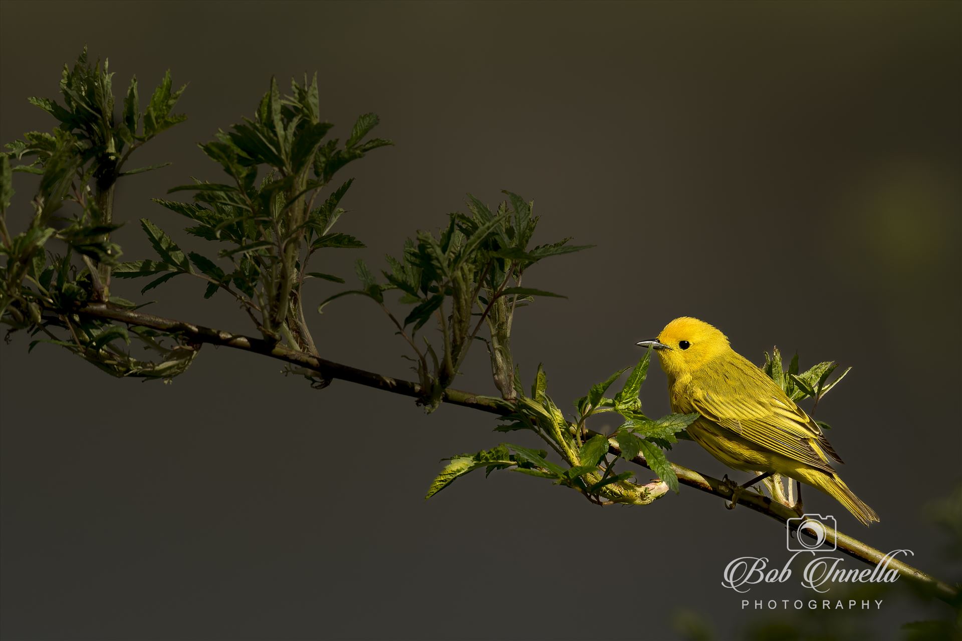 Yellow Warbler Green Branch  by Buckmaster