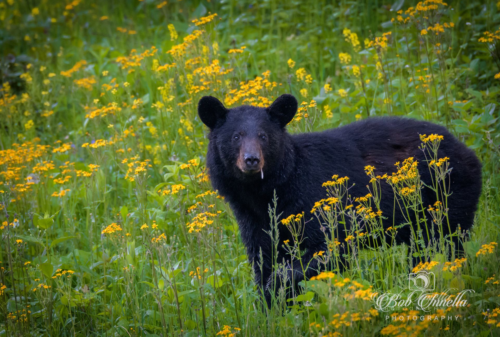 Black Bear Smoking In Yellow Flowers  by Buckmaster