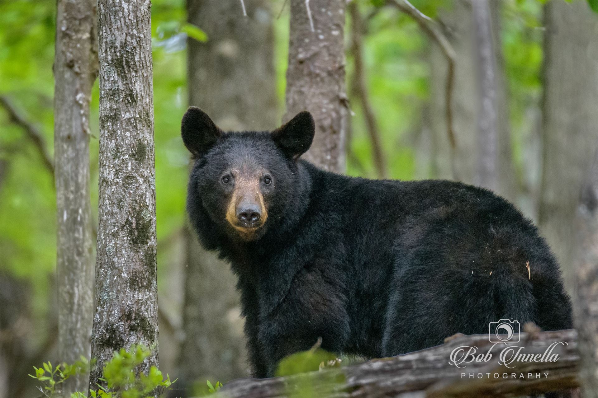 Black Bear In Shenandoah Mountains  by Buckmaster