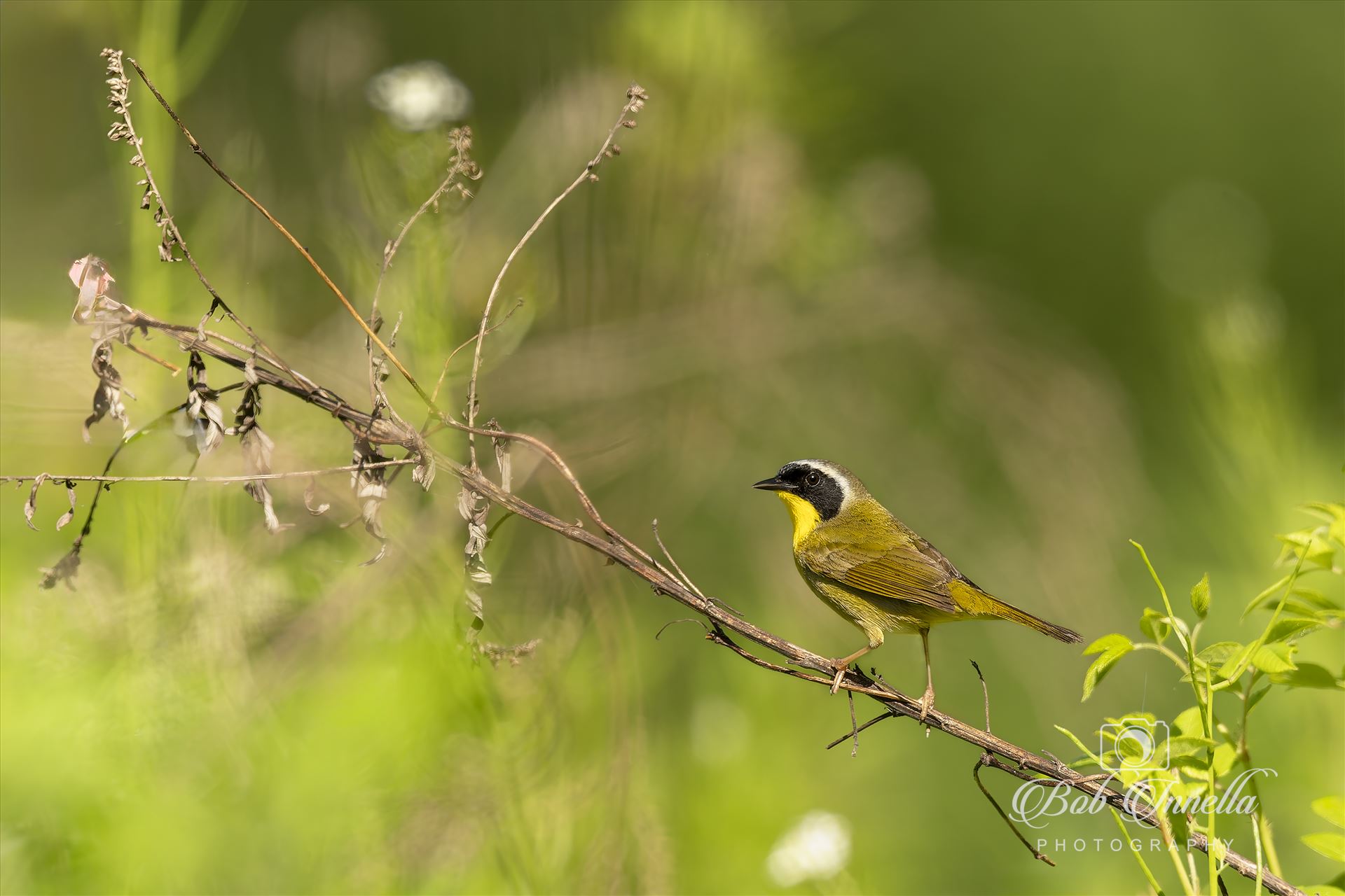 Yellow Throated Warbler  by Buckmaster