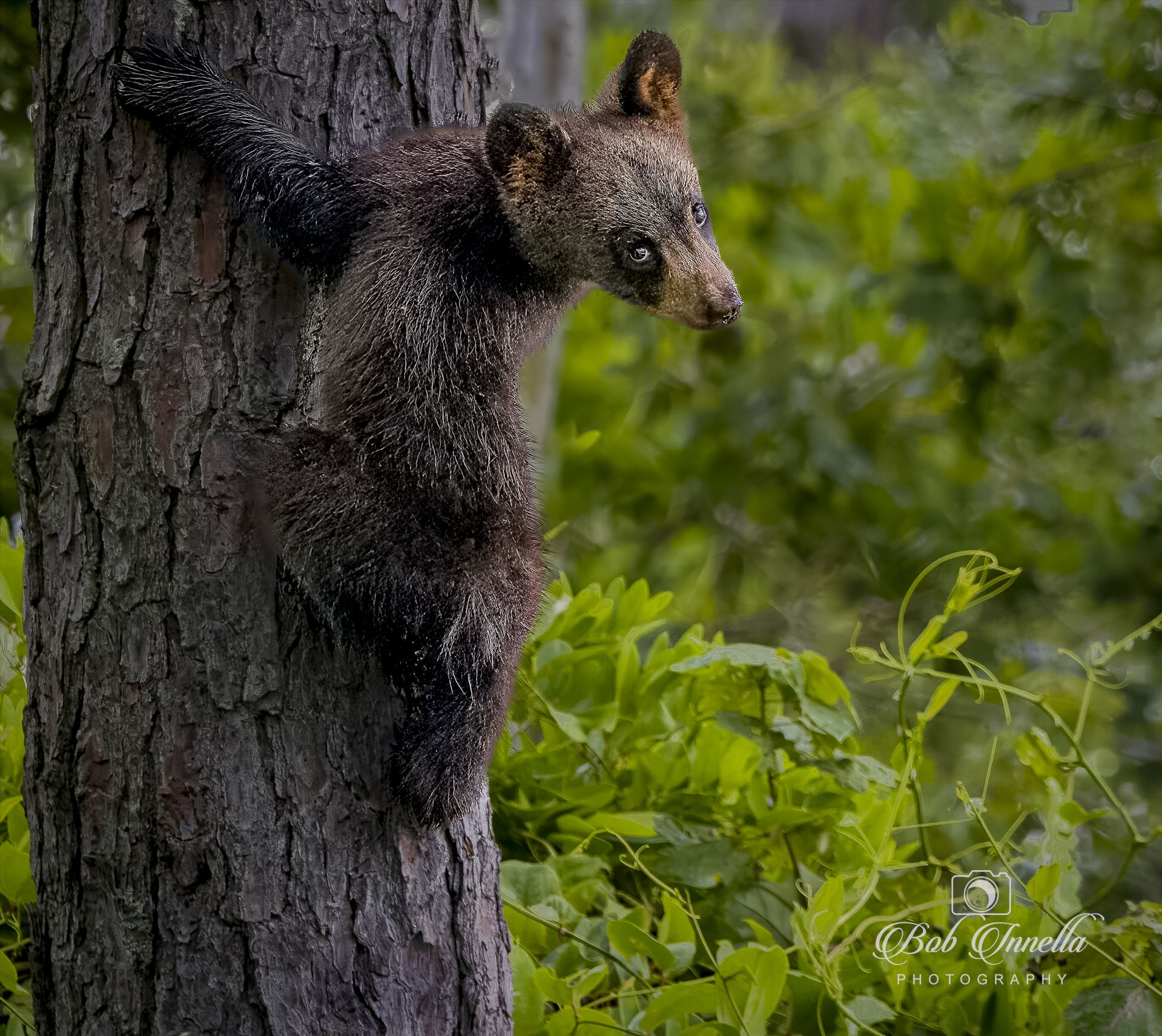 Treed Black Bear Cub Coastal North Carolina by Buckmaster