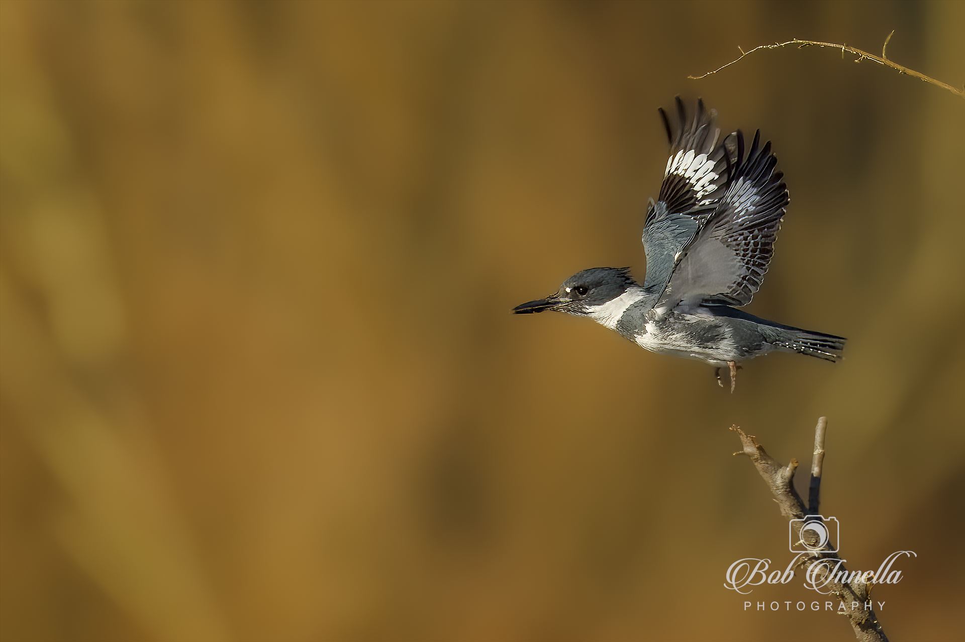Belted Kingfisher in flight  by Buckmaster