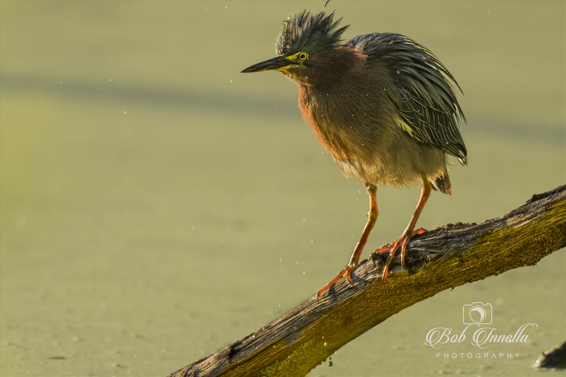 Green Heron Fishing  by Buckmaster