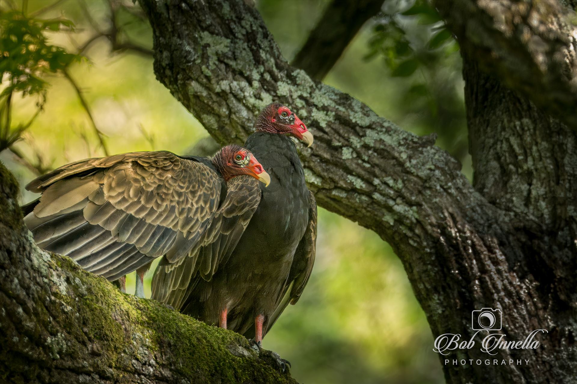 Turkey Vultures waiting for their next meal  by Buckmaster