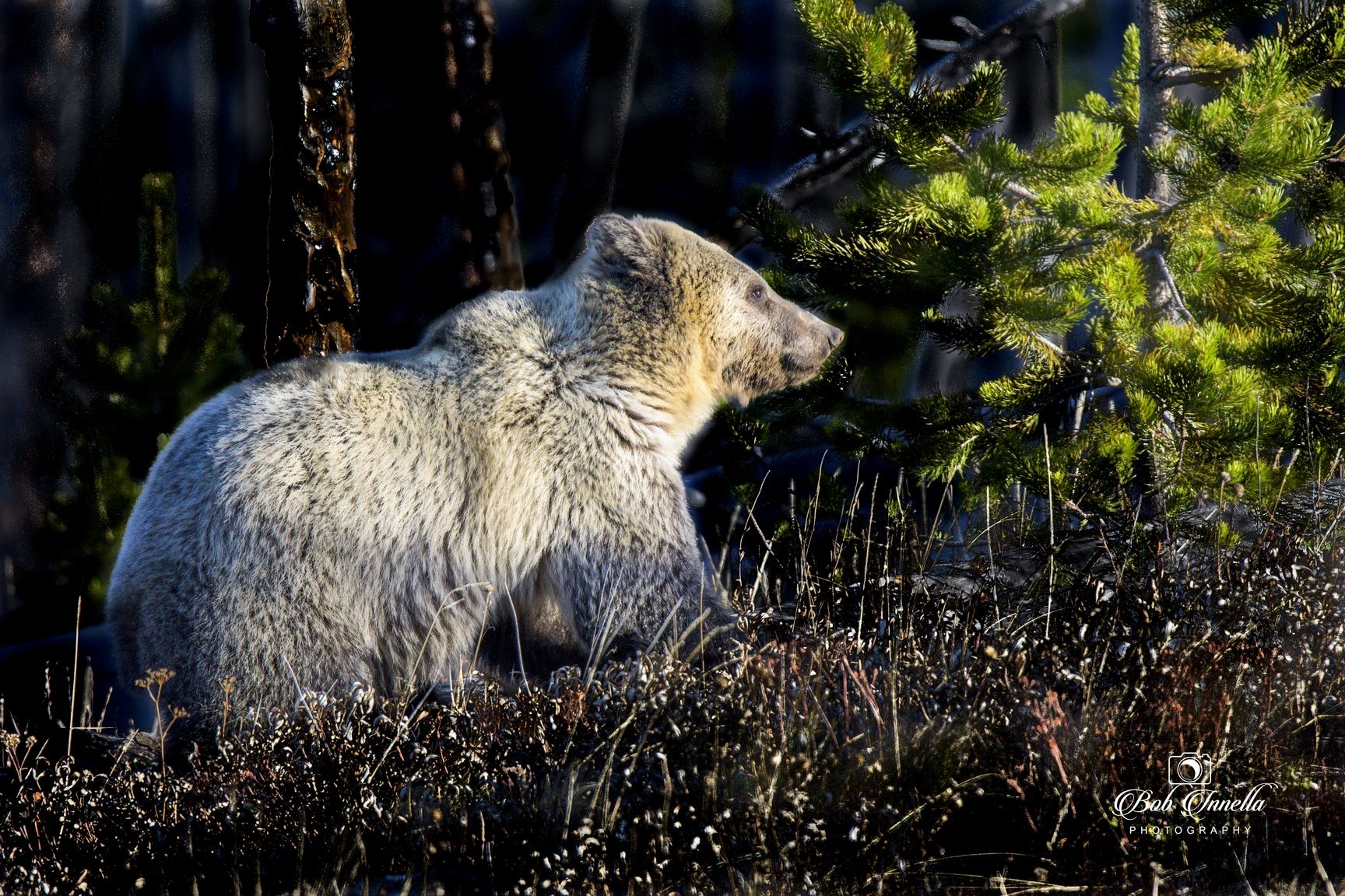 Grizzly Bear Sow Taken In Wyoming, 2018  by Buckmaster