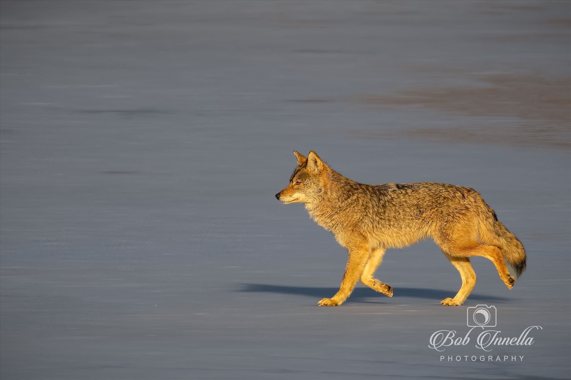 Eastern Coyote on Ice  by Buckmaster