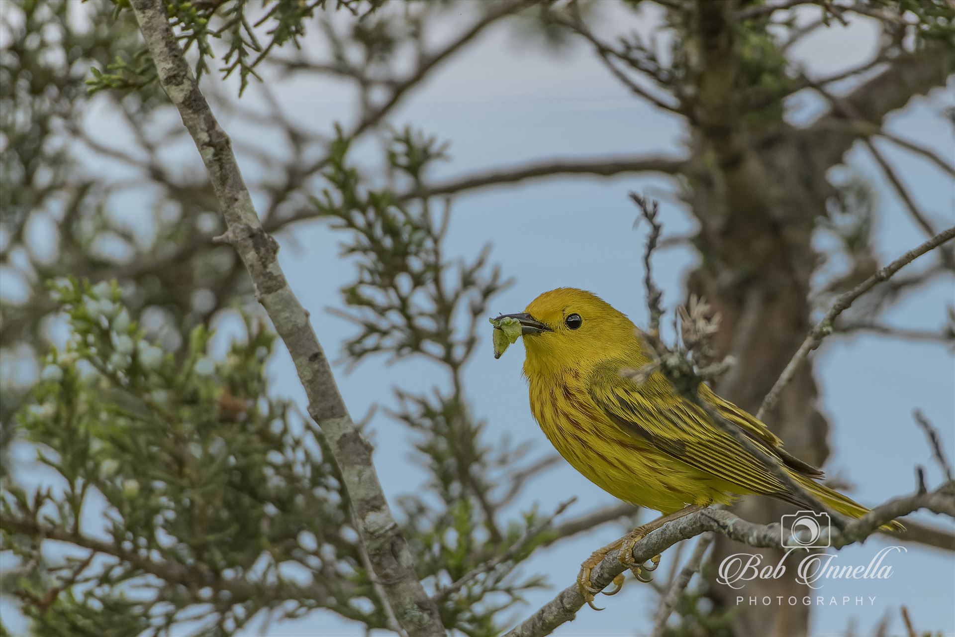 Yellow Warbler  by Buckmaster