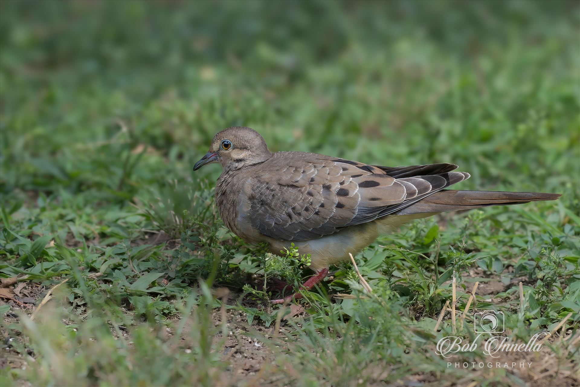 Morning Dove  by Buckmaster