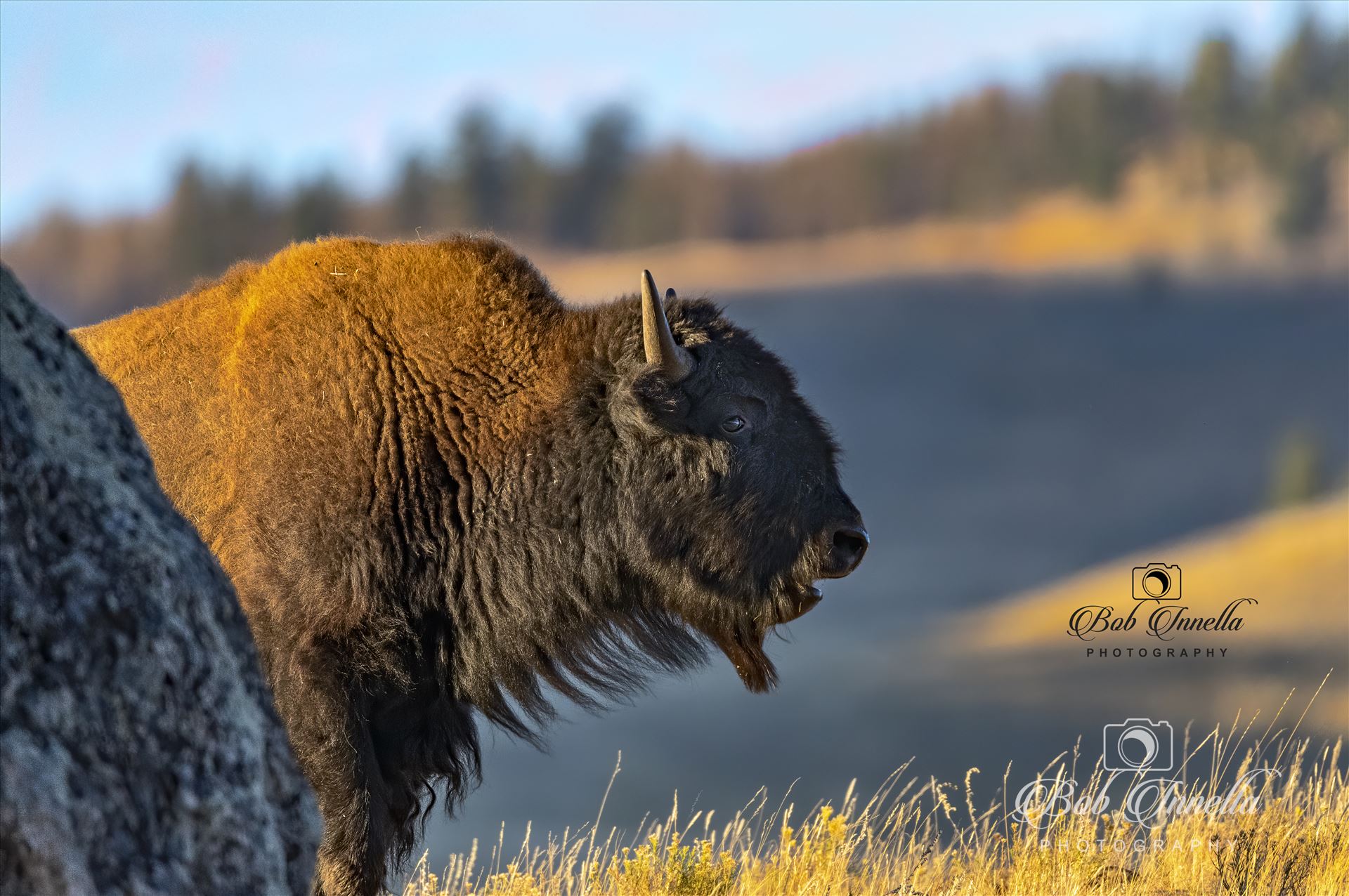 Bison Coming Around The Mountain  by Buckmaster