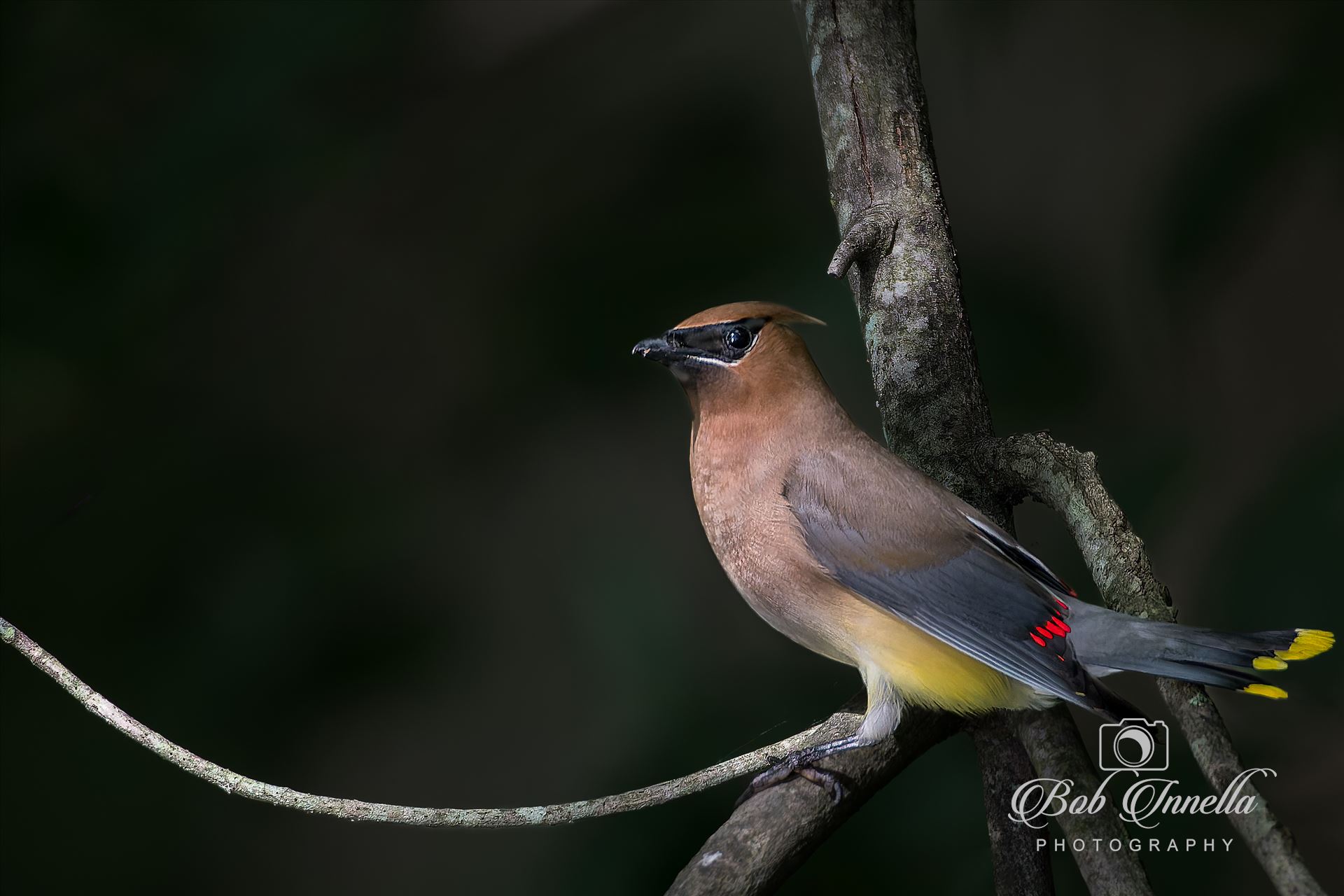 Cedar Waxwing  by Buckmaster