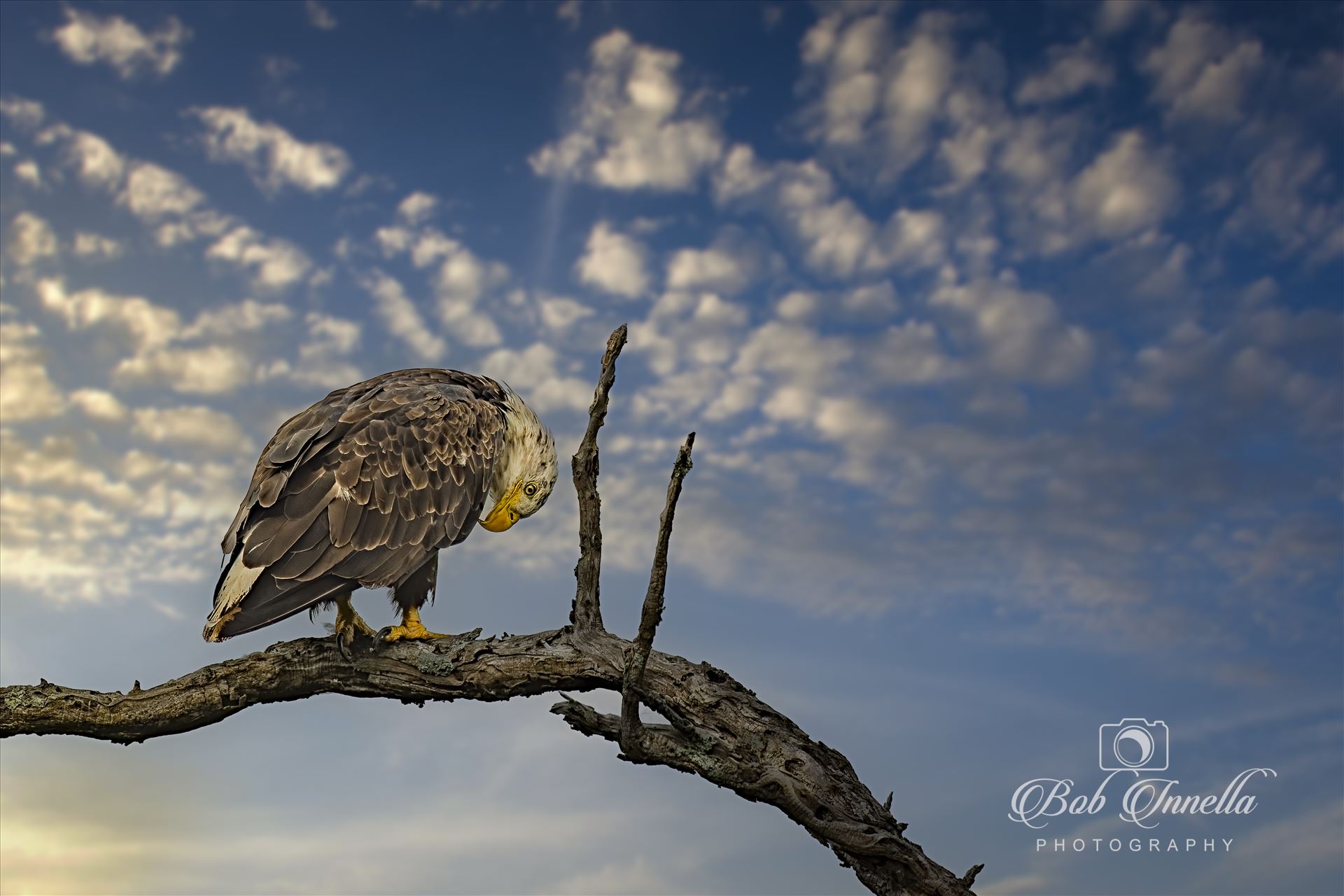 Juvenile Bald Eagle, same Eagle, same Perch, Different Day  by Buckmaster