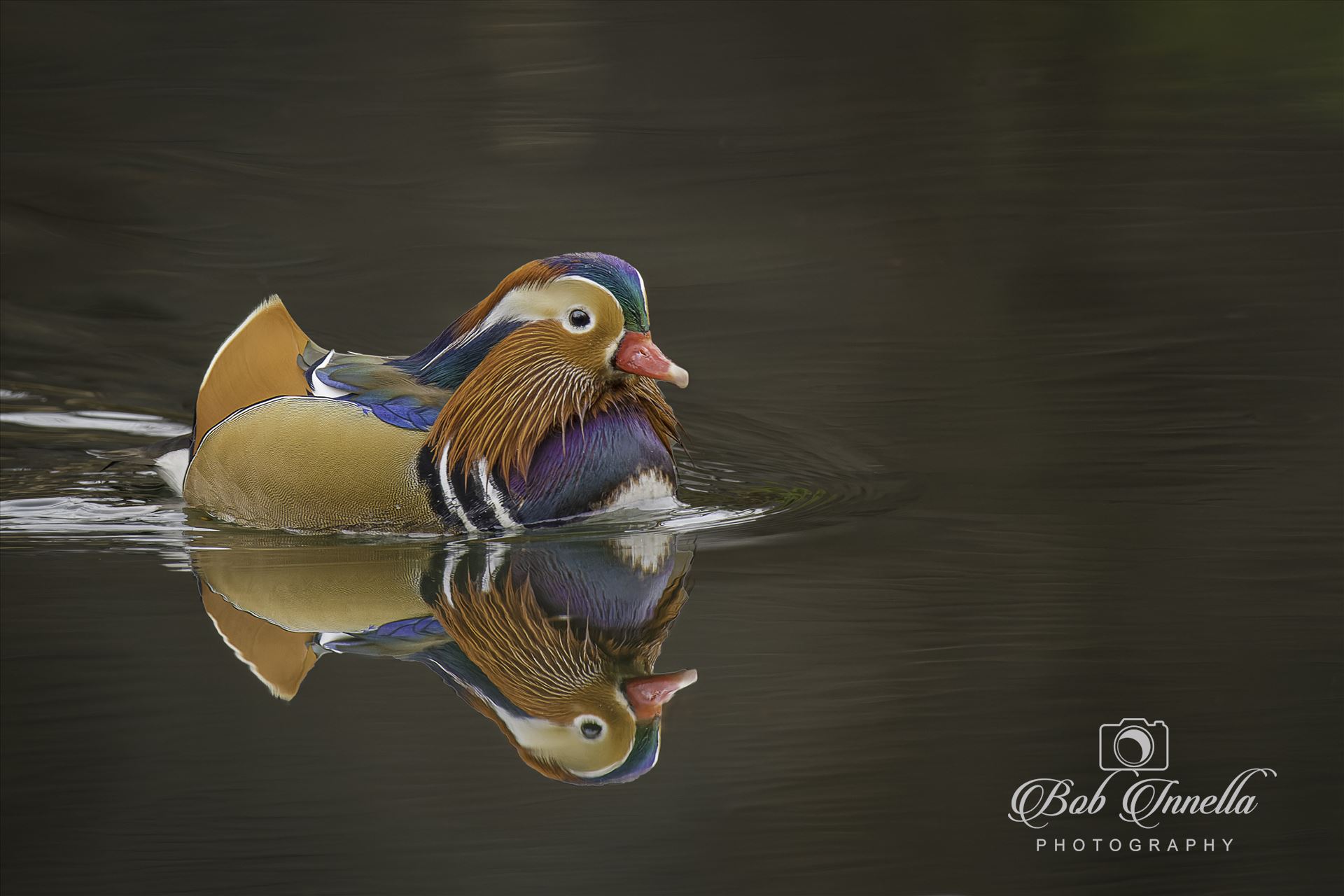 Mandarin Duck  by Buckmaster