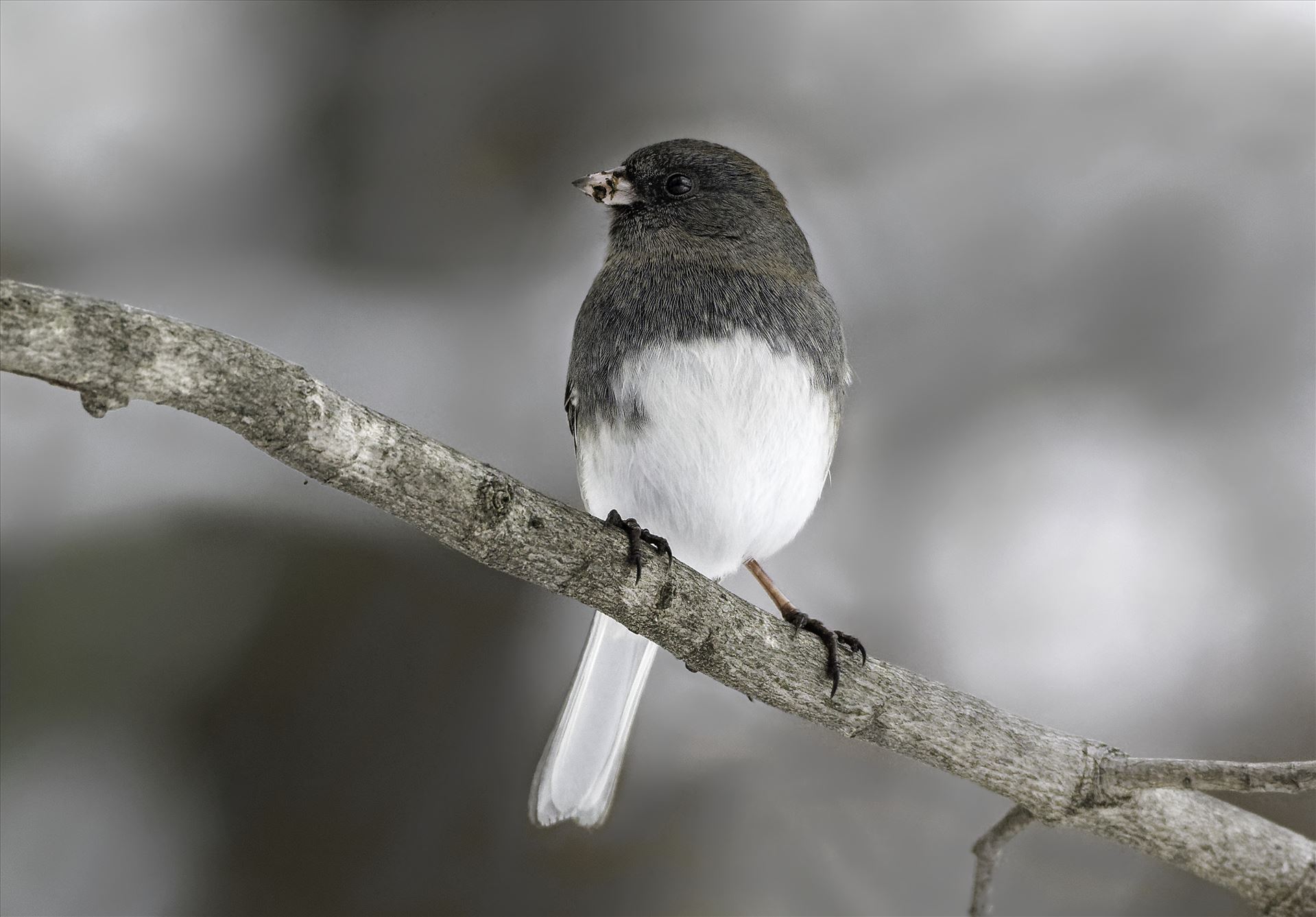 Pennsylvanian Dark Eyed Junco Pennsylvanian Dark Eyed Junco by Buckmaster