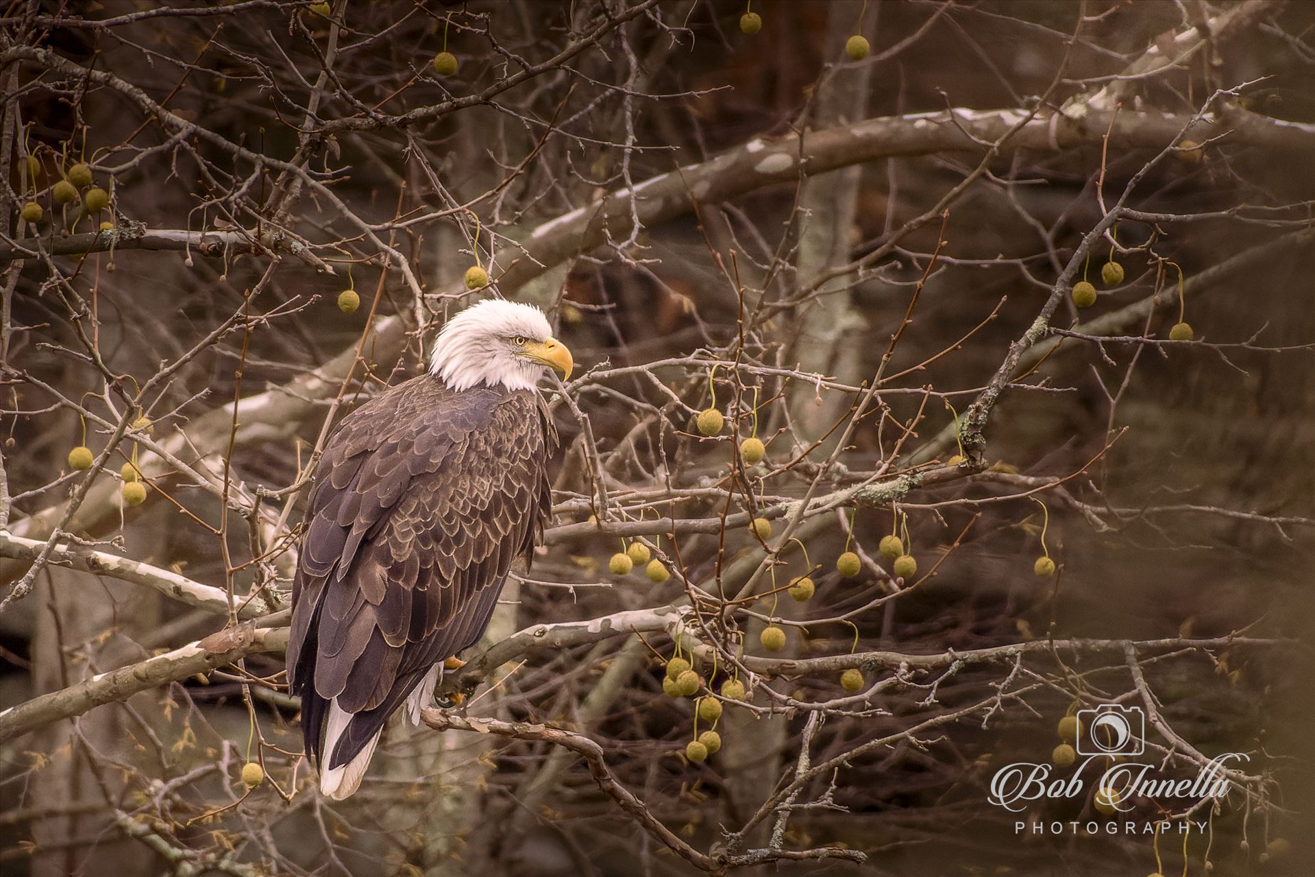 Bald Eagle in Sagamore Tree  by Buckmaster