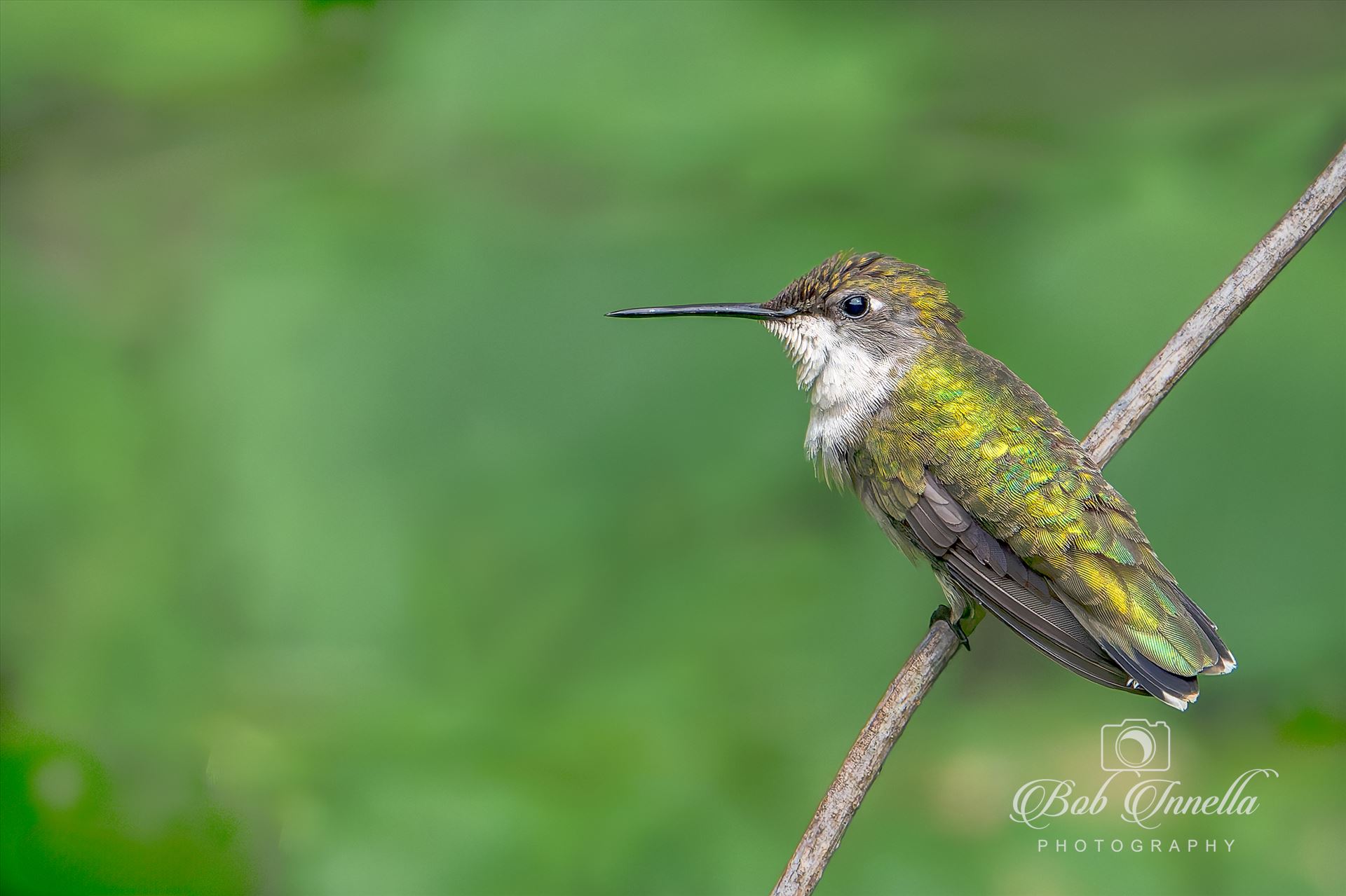 Ruby Throated Hummingbird  by Buckmaster