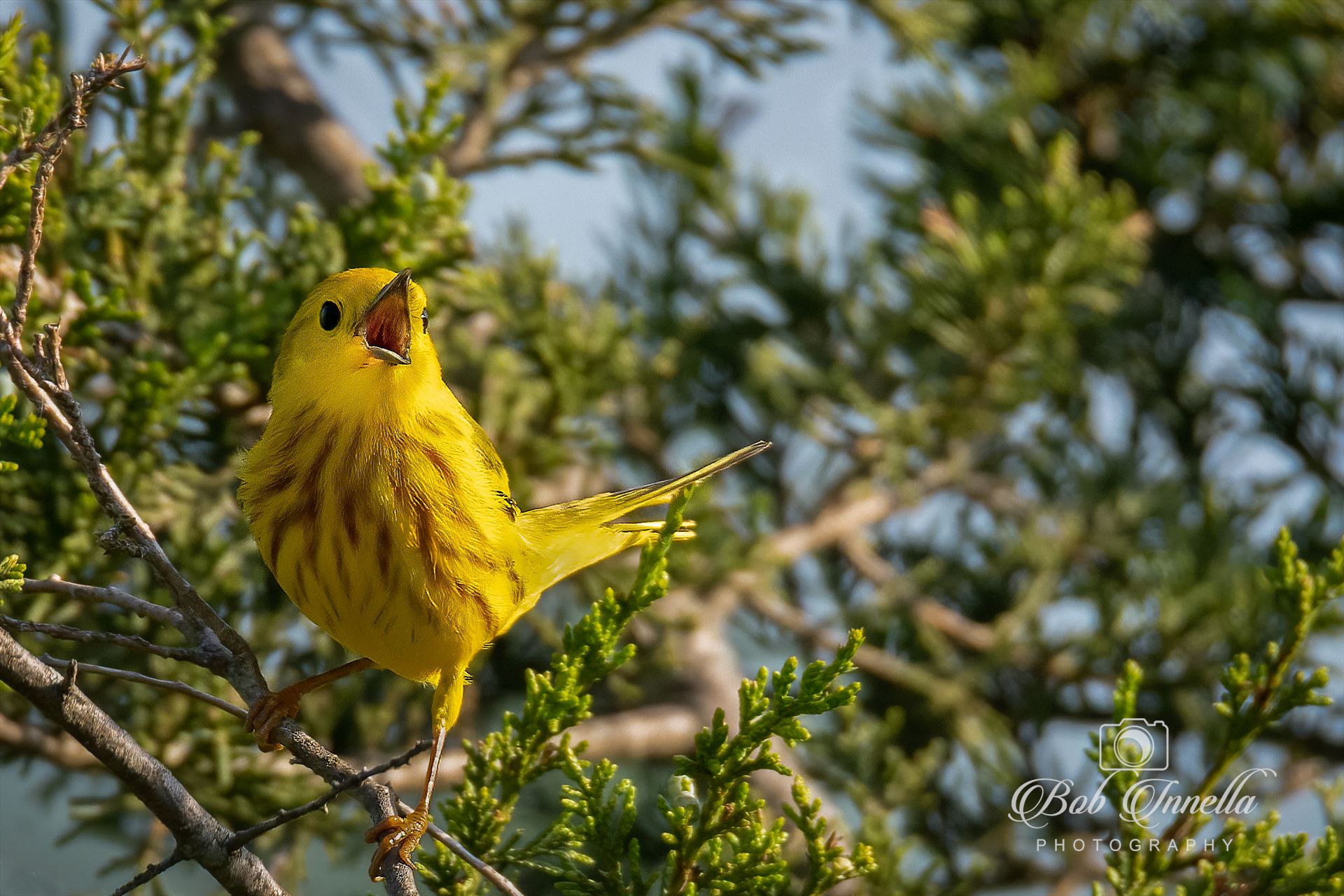 Yellow Warbler_Singing  by Buckmaster