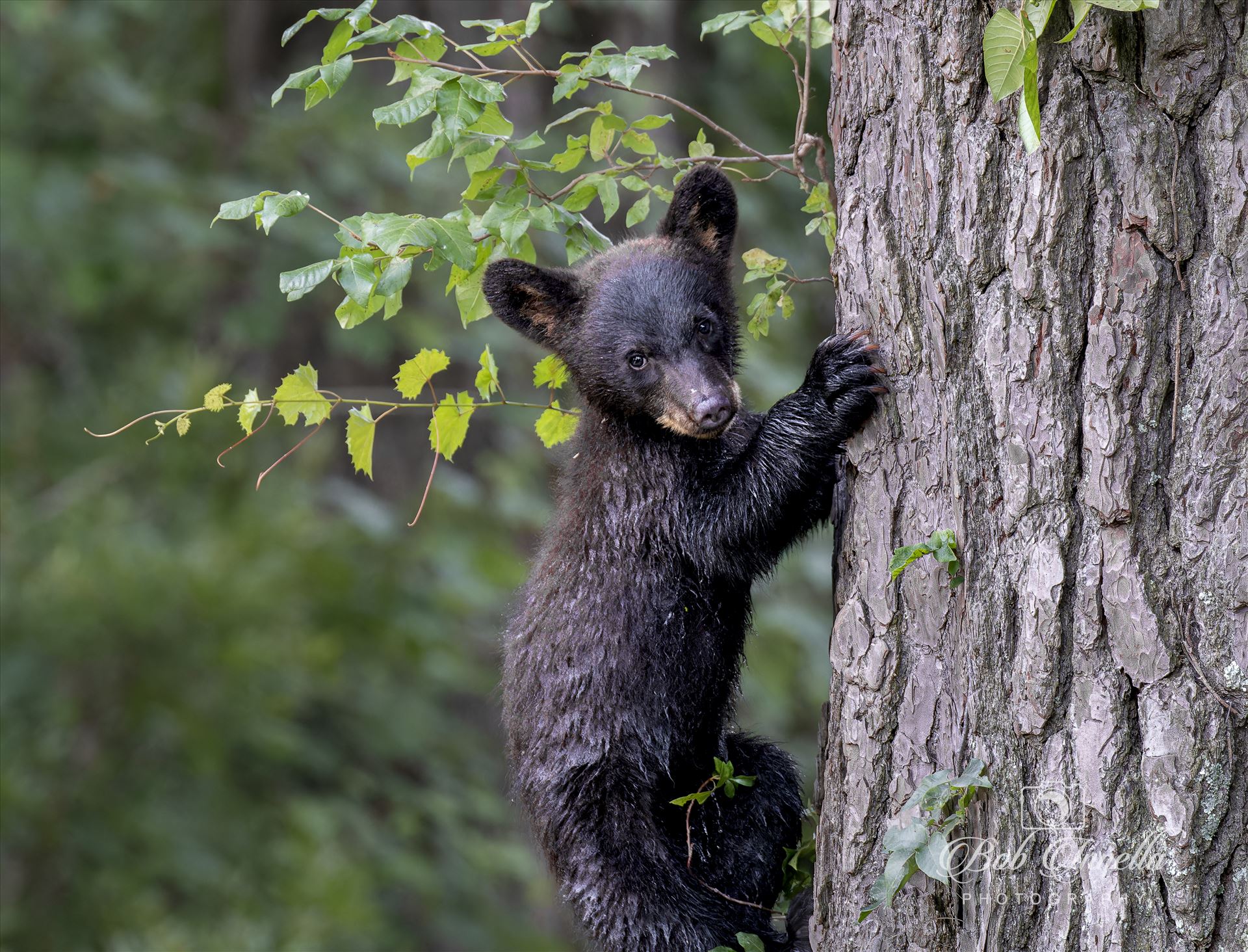 Black Bear Cub Treed 2023 North Carolina by Buckmaster