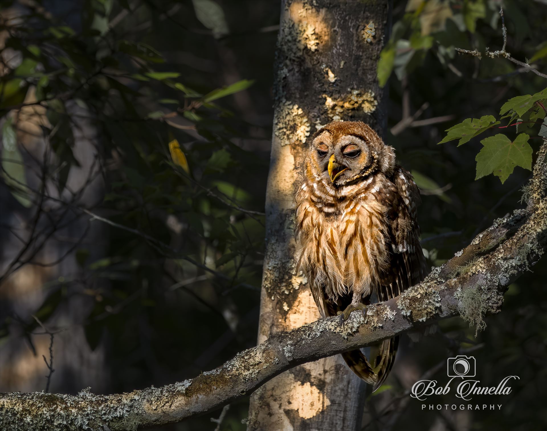 Sleepy Juvenile Barred Owl 2023 North Carolina by Buckmaster