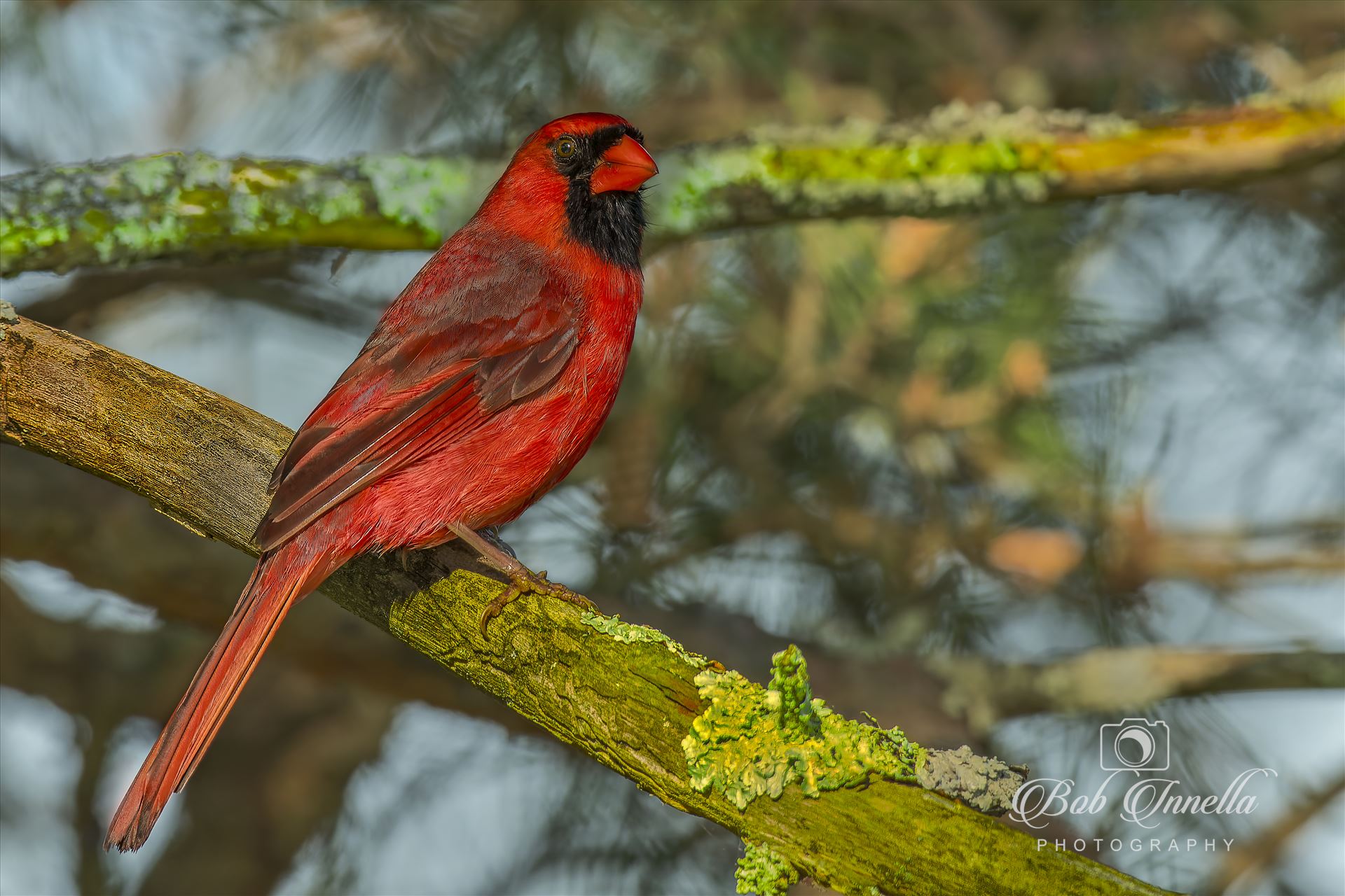 Northern Cardinal Male  by Buckmaster