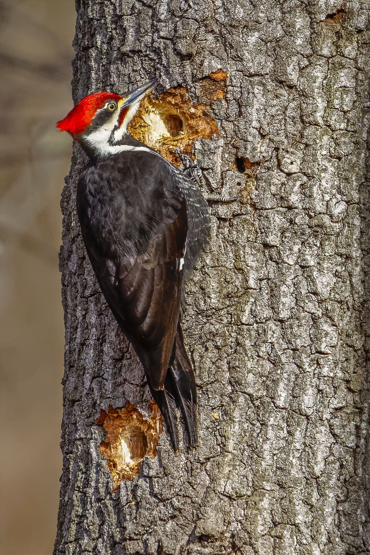 Pileated Woodpecker 5 Minute Holes, What Power! by Buckmaster