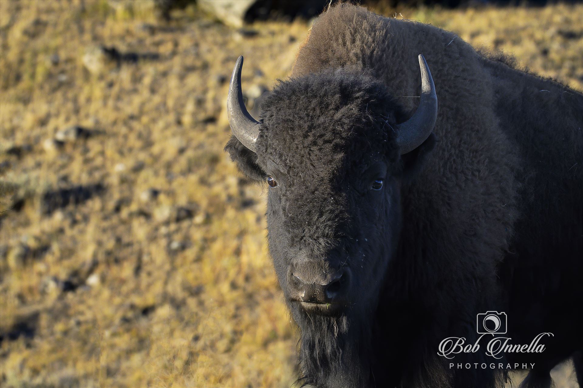 Bison_Frontal  by Buckmaster