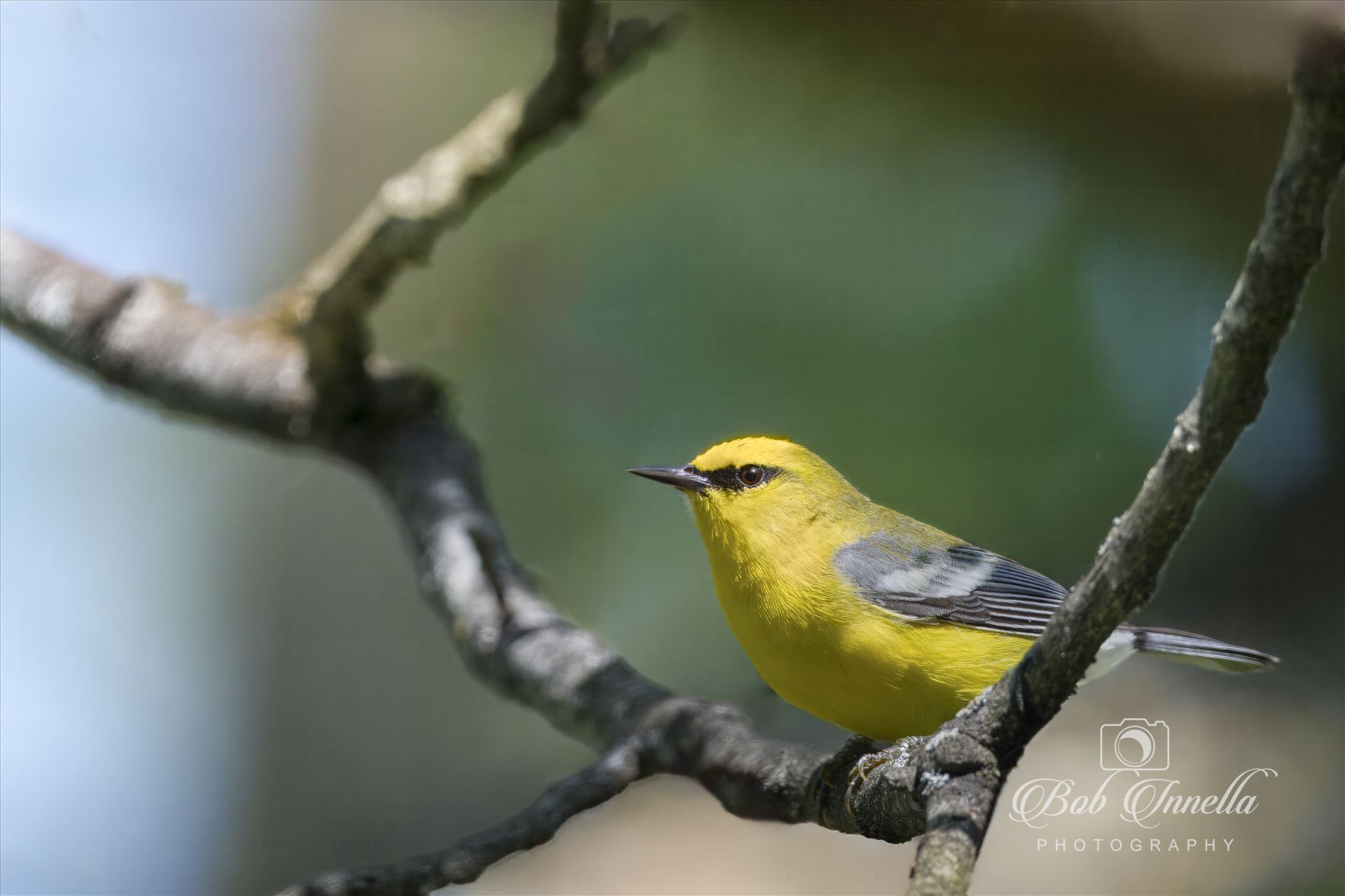 Blue Winged Warbler  by Buckmaster