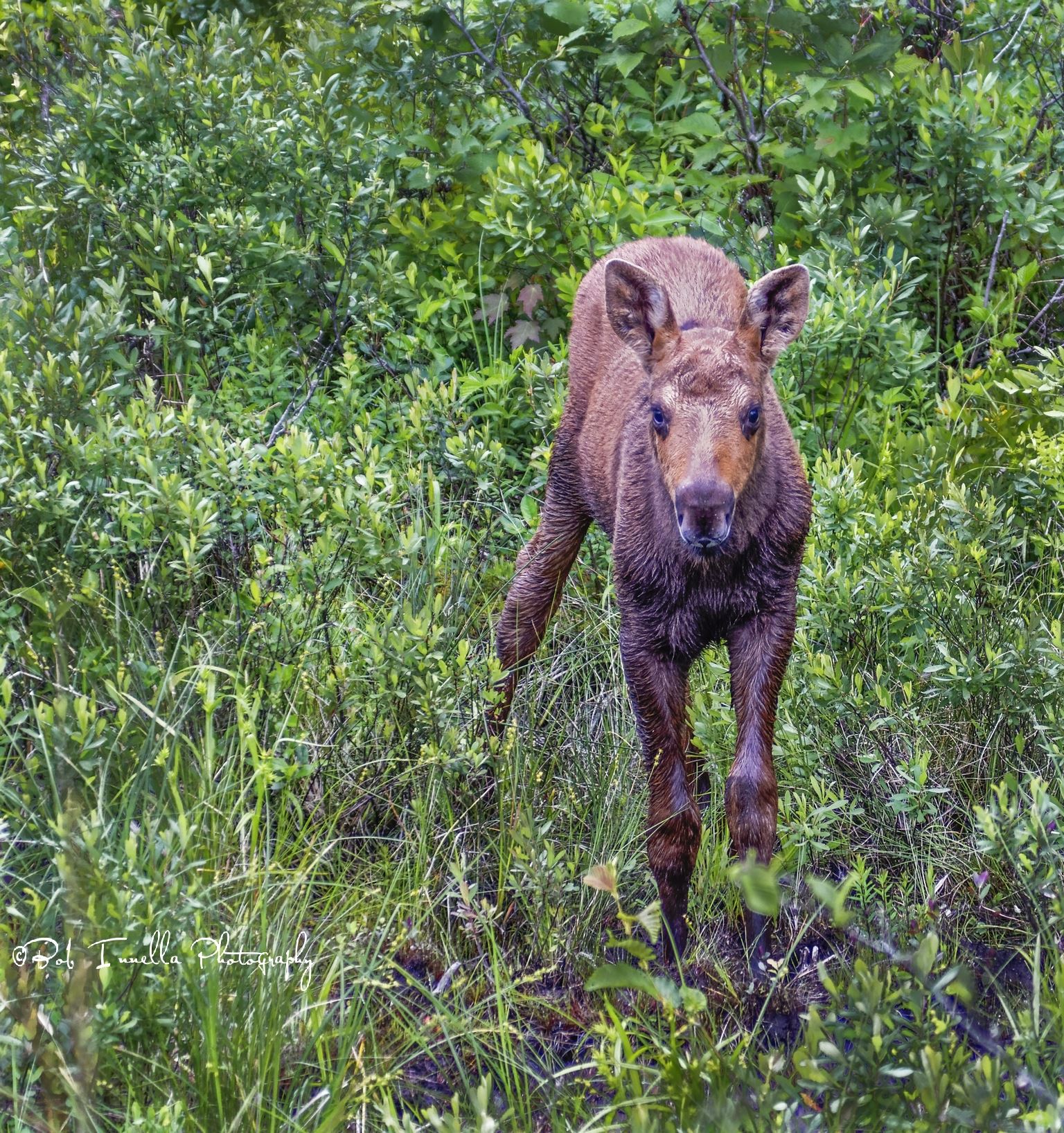 Baby Moose  by Buckmaster
