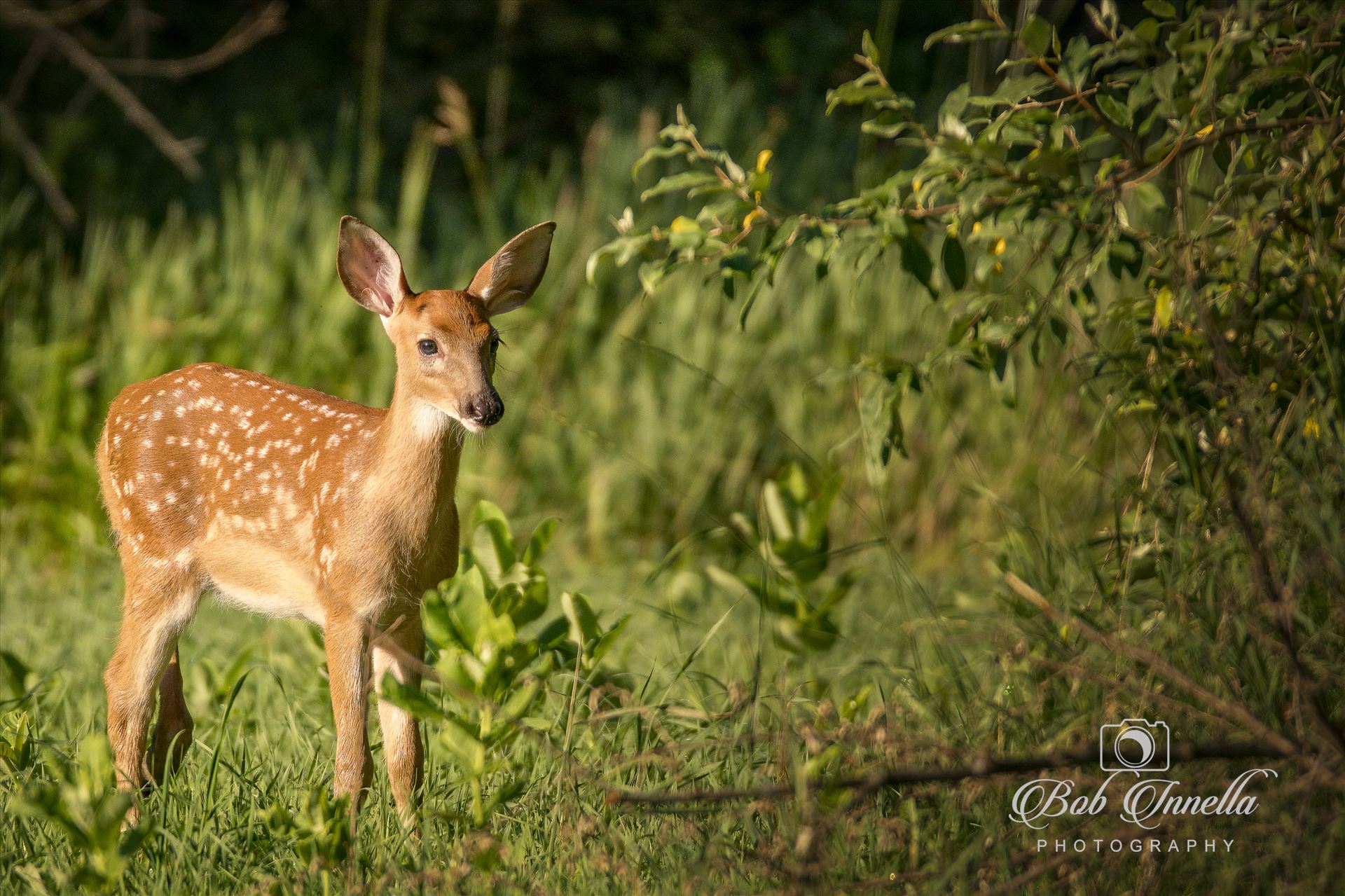 Fawn  by Buckmaster