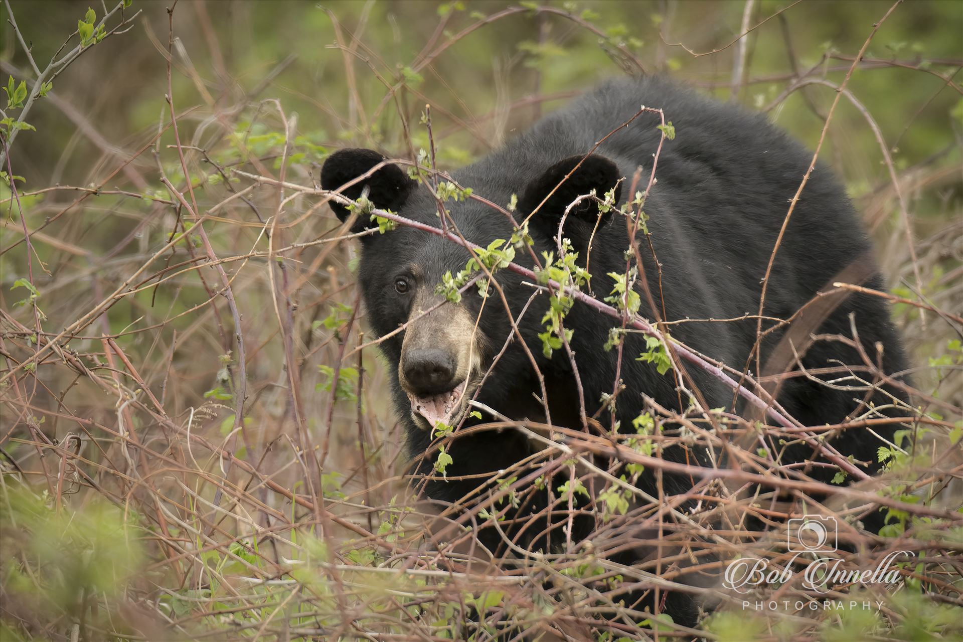 Black Bear in Thicket  by Buckmaster