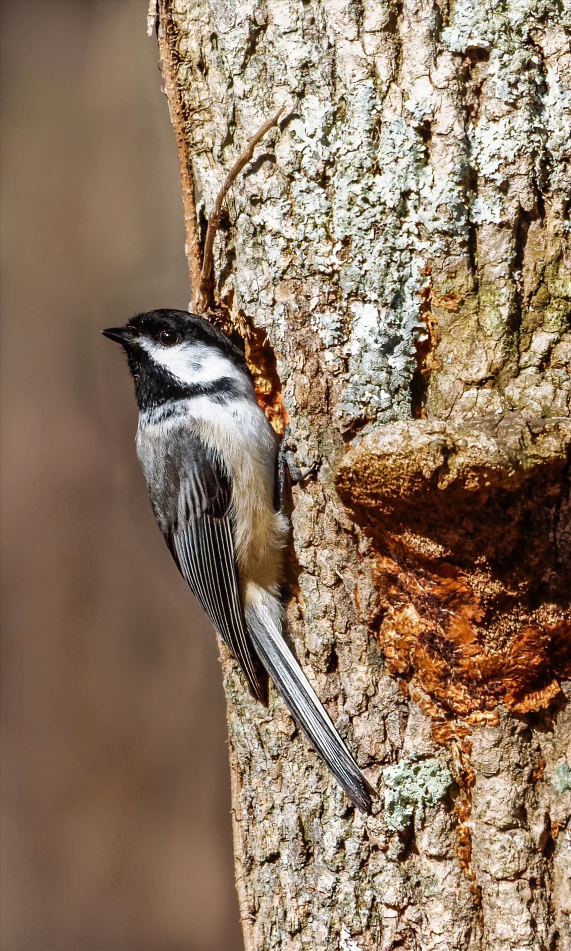 Chickadee Black-Capped Chickadee checking out a Woodpecker Hole by Buckmaster