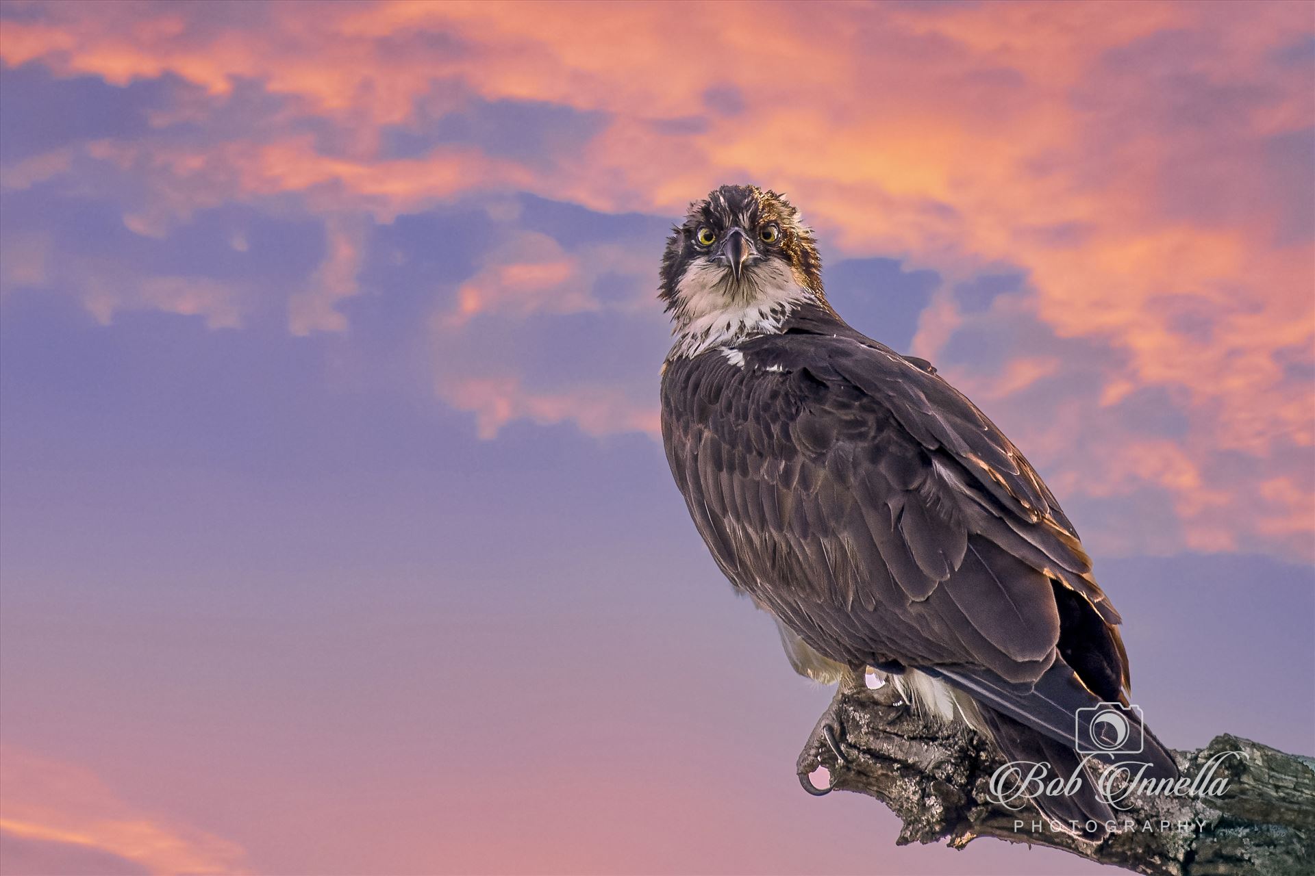 Osprey Perched  in Morning Sky  by Buckmaster