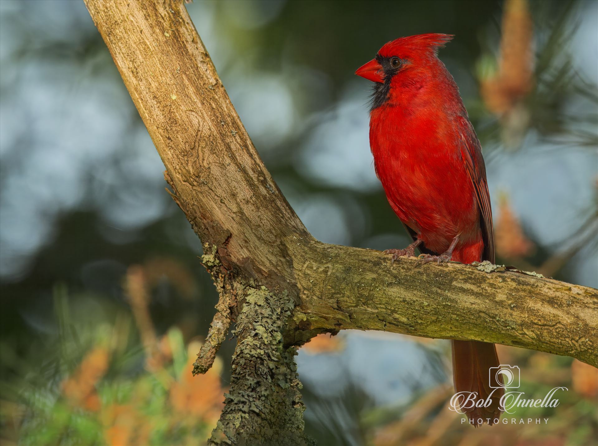 Northern Cardinal Male  by Buckmaster