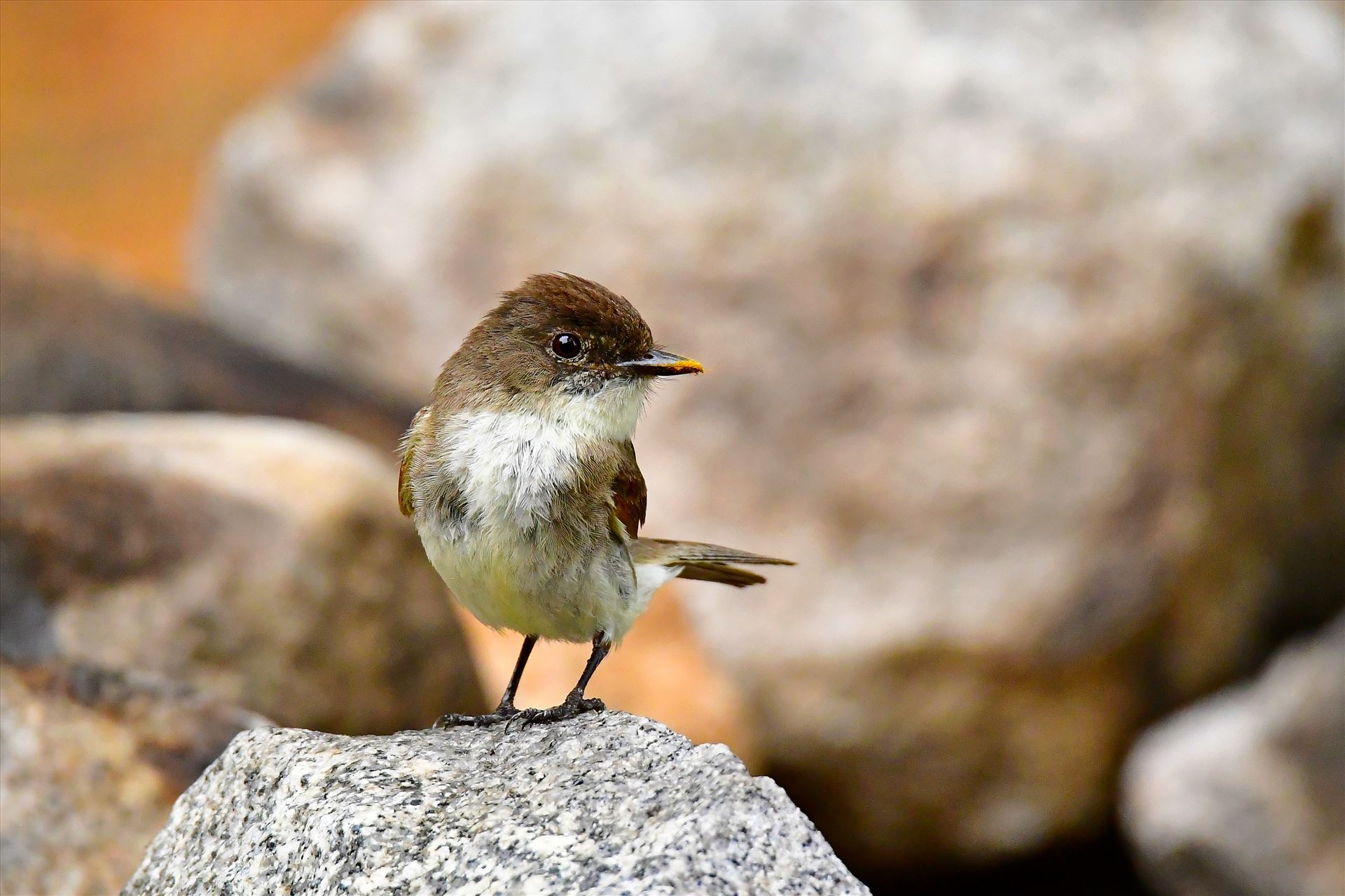 Eastern Phoebe Northern Maine 2016 by Buckmaster