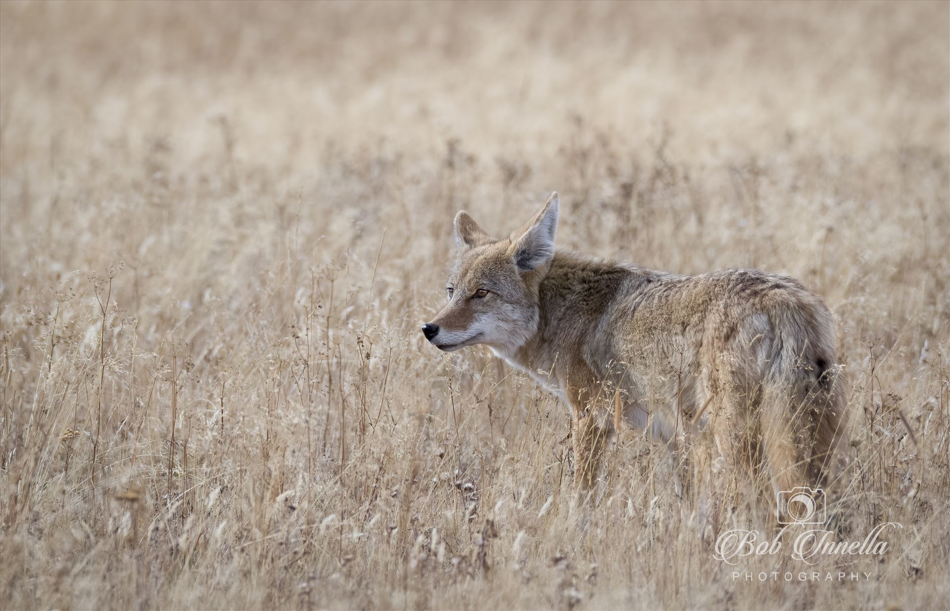 Western Coyote, Wyoming  by Buckmaster