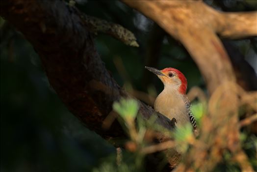 Red Bellied Woodpecker by Buckmaster