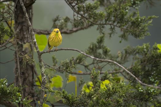 Yellow Warbler Male by Buckmaster