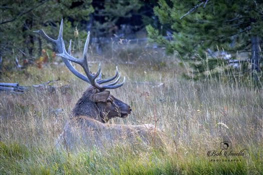 Bull Elk Resting by Buckmaster