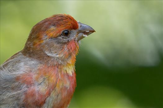 House Finch Portrait by Buckmaster