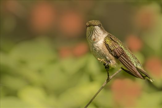 Female Ruby Throated Hummingbird on a Perch by Buckmaster