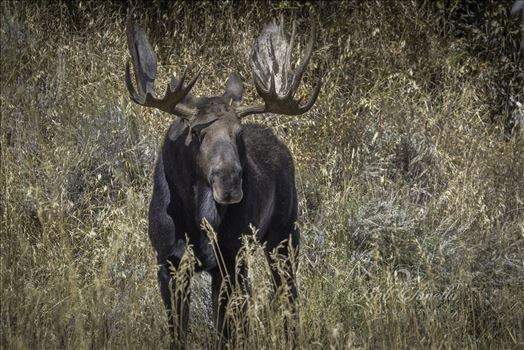 Bull Moose In The Shade - 