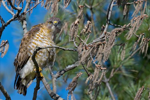 Hawk on a Steeeeek! by Buckmaster