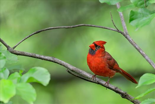 Northern Cardinal Male by Buckmaster