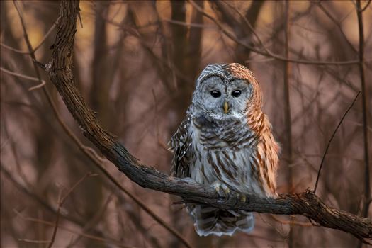 Barred Owl by Buckmaster