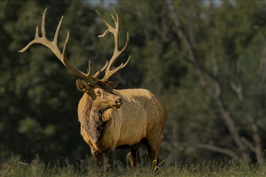 Sunrise Bull Elk by Buckmaster